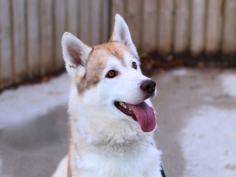 Siberian Husky for adoption in Manchester, Greater Manchester – 2 years old - Image 4 of 6