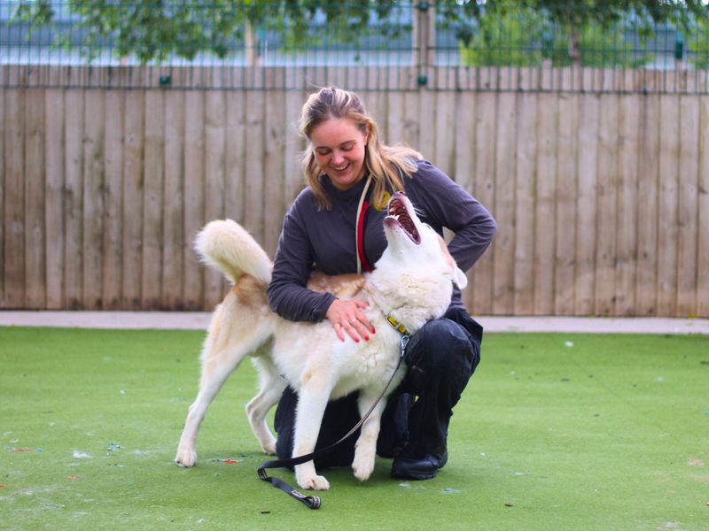 Siberian Husky for adoption in Manchester, Greater Manchester – 2 years old - Image 2 of 6