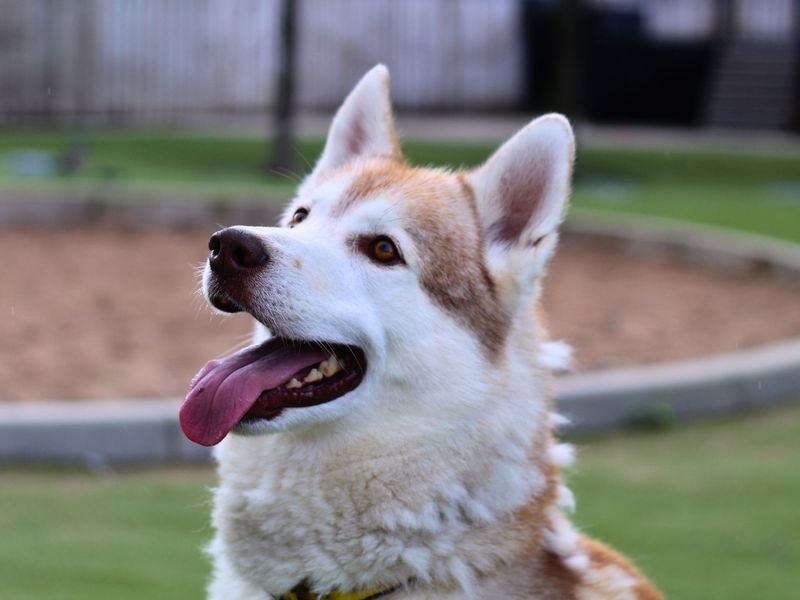 Siberian Husky for adoption in Manchester, Greater Manchester – 2 years old - Image 6 of 6