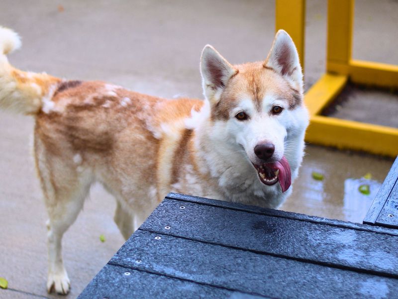 Enzo | Siberian Husky | Manchester - 1