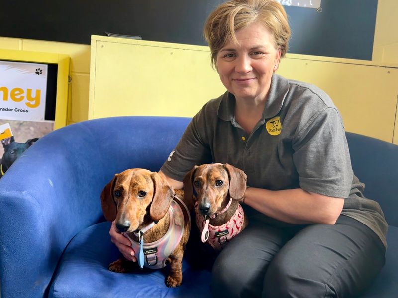 Jessie | Dachshund (Miniature Smooth Haired) | West Calder (Edinburgh) - 1