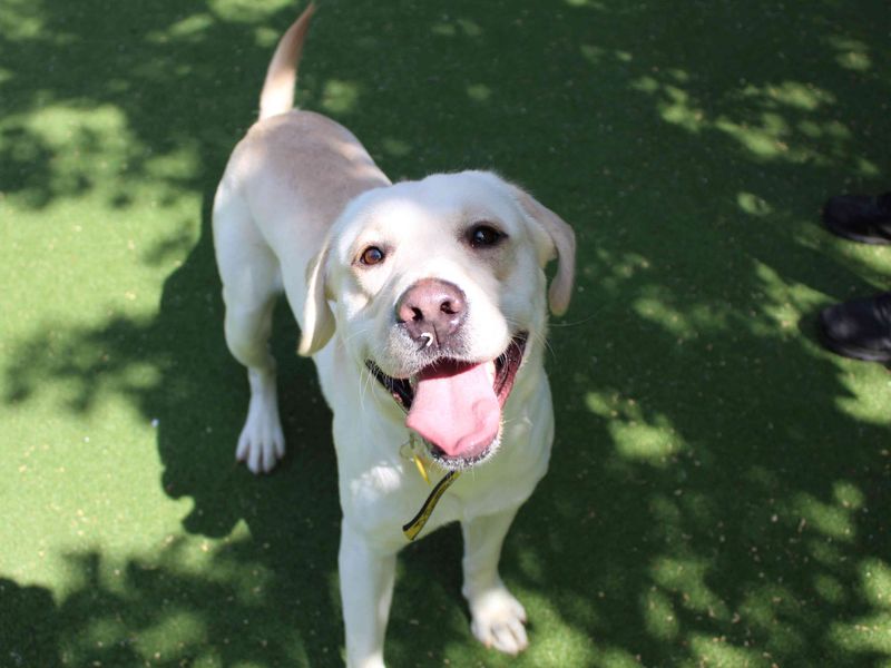 Ted, a 4 years old male Labrador available for adoption from Dogs Trust in Glasgow, Scotland