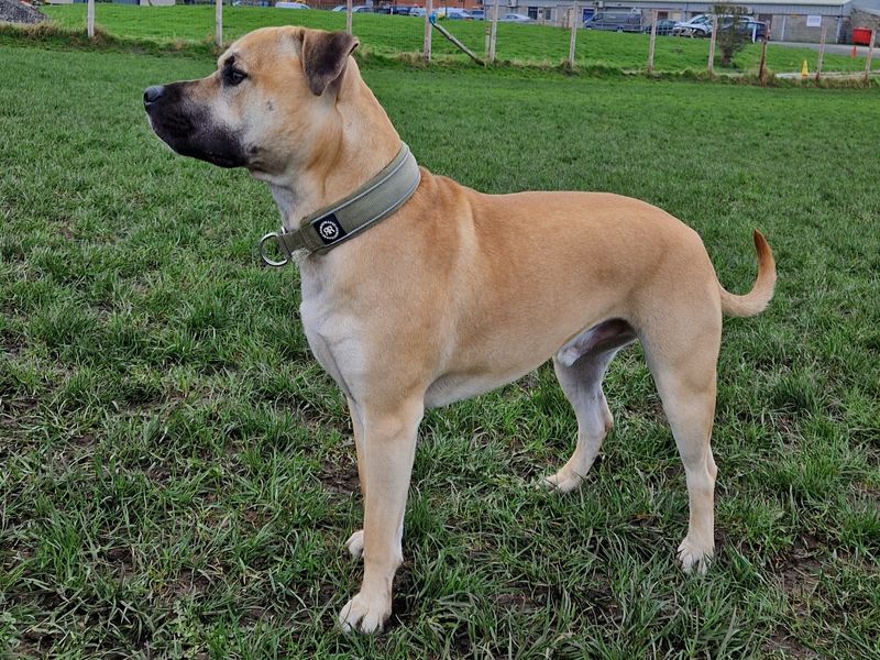 Staffordshire Bull Terrier for adoption in Telford, Shropshire – 2 years old - Image 3 of 3