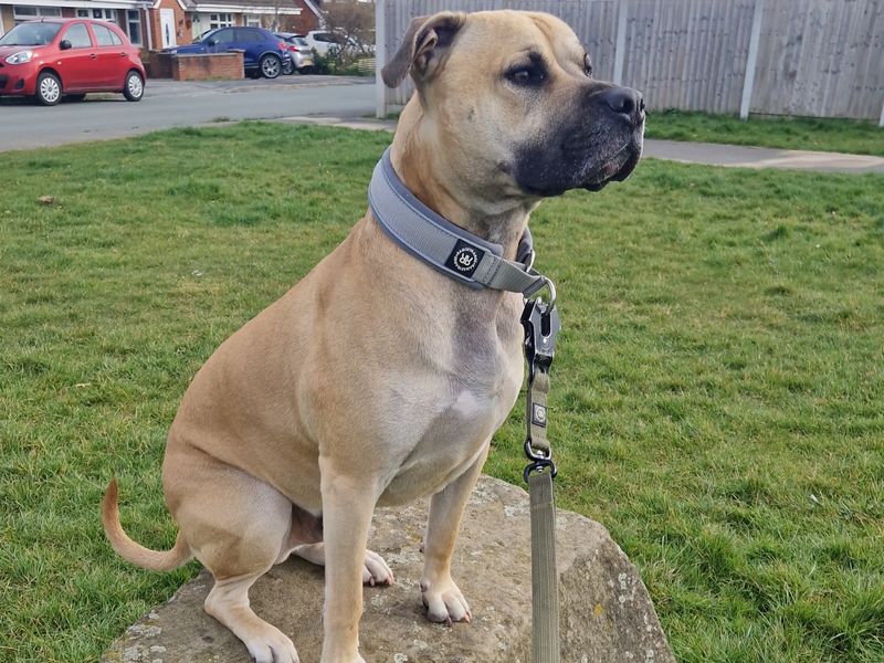 Staffordshire Bull Terrier for adoption in Telford, Shropshire – 2 years old