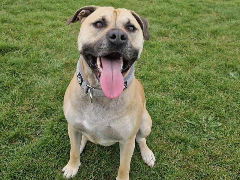 Staffordshire Bull Terrier for adoption in Telford, Shropshire – 2 years old - Image 2 of 3