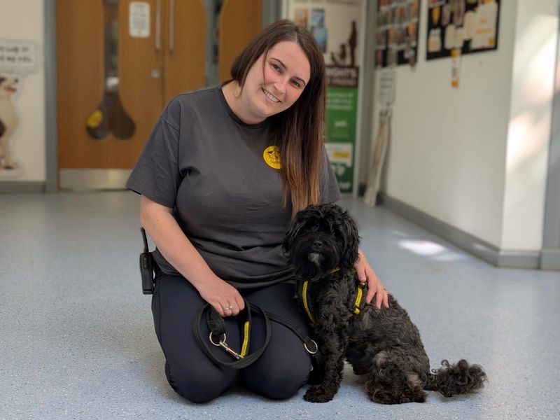 Poodle for adoption in Wymeswold, Leicestershire – 3 years old
