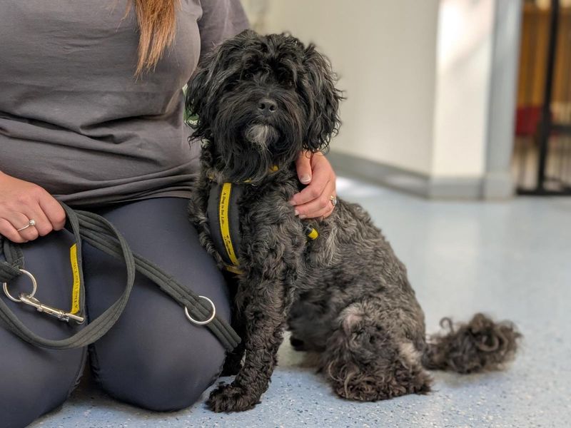 Poodle for adoption in Wymeswold, Leicestershire – 3 years old - Image 2 of 2
