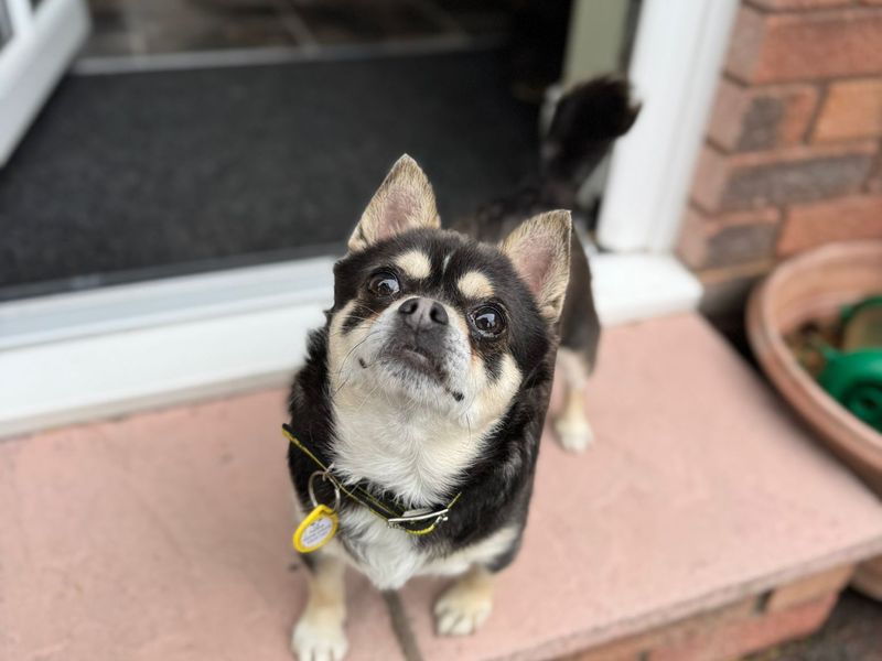 Ned for sale in , 