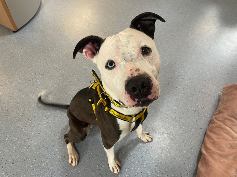 Rocco | Terrier (Staffordshire Bull) Cross | West Calder (Edinburgh) - 1