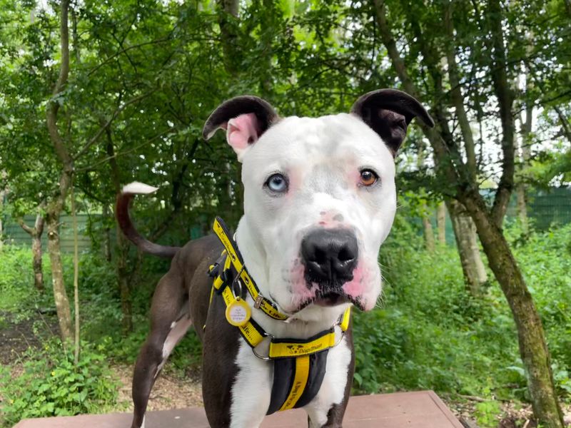 Rocco for sale in West Calder, West Lothian