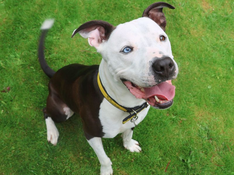 Colin | Terrier (Staffordshire Bull) Cross | West Calder (Edinburgh) - 11