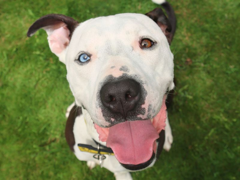 Colin | Terrier (Staffordshire Bull) Cross | West Calder (Edinburgh) - 1