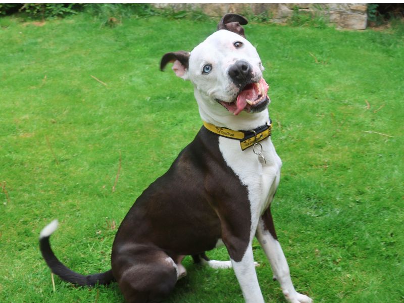 Colin | Terrier (Staffordshire Bull) Cross | West Calder (Edinburgh) - 12