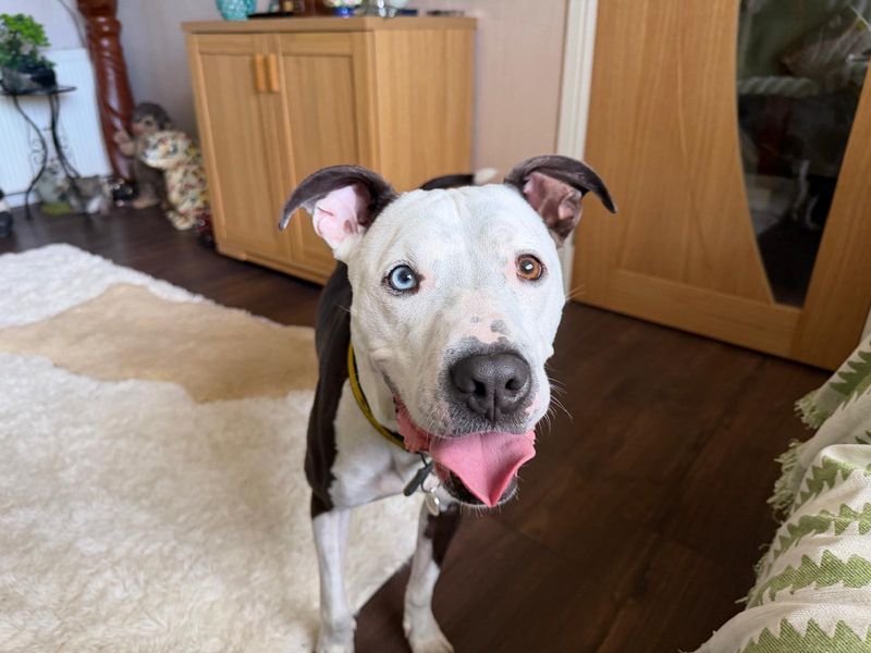 Colin | Terrier (Staffordshire Bull) Cross | West Calder (Edinburgh) - 6