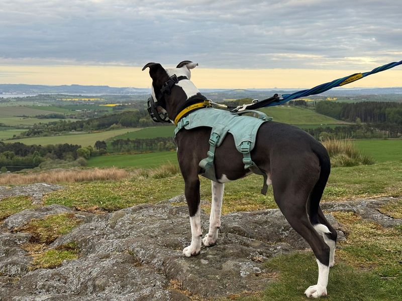 Colin | Terrier (Staffordshire Bull) Cross | West Calder (Edinburgh) - 3
