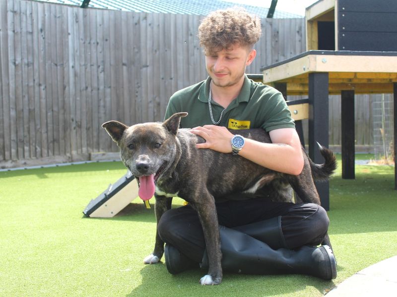 Dave for sale in Evesham, Worcestershire | Image 2