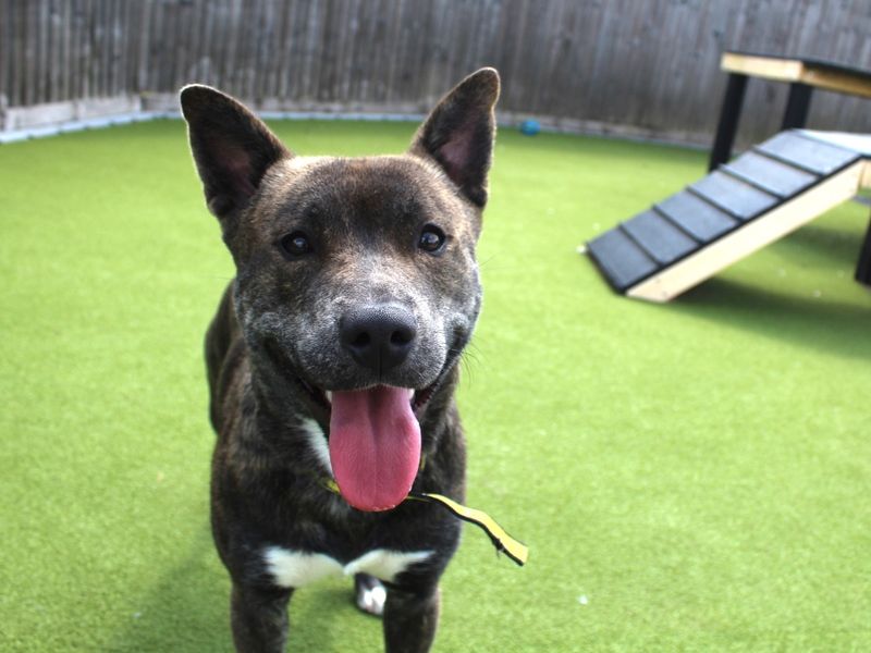 Dave for sale in Evesham, Worcestershire | Image 3