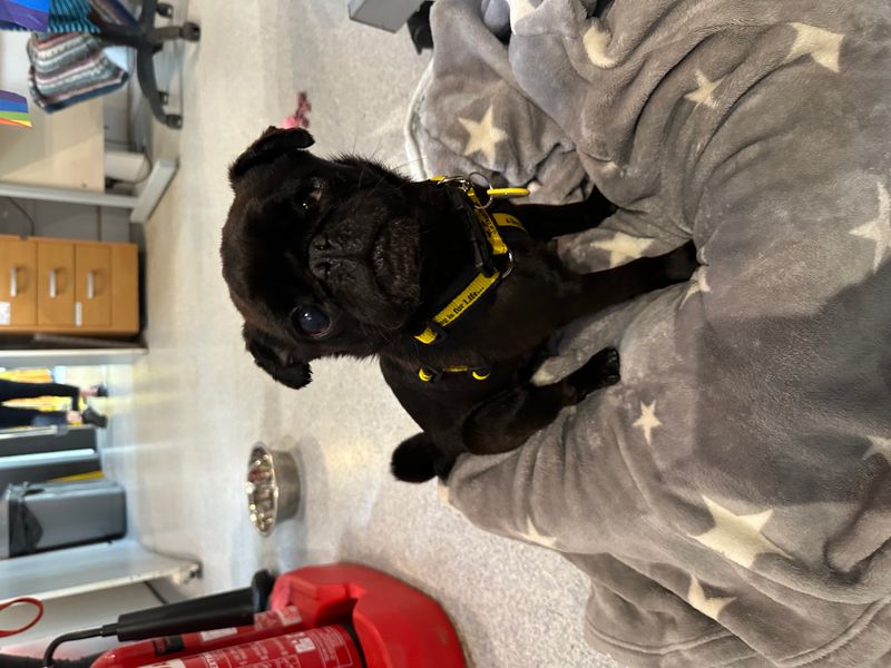 Pug for adoption in Mid Glamorgan, Wales – 6 years old - Image 2 of 2