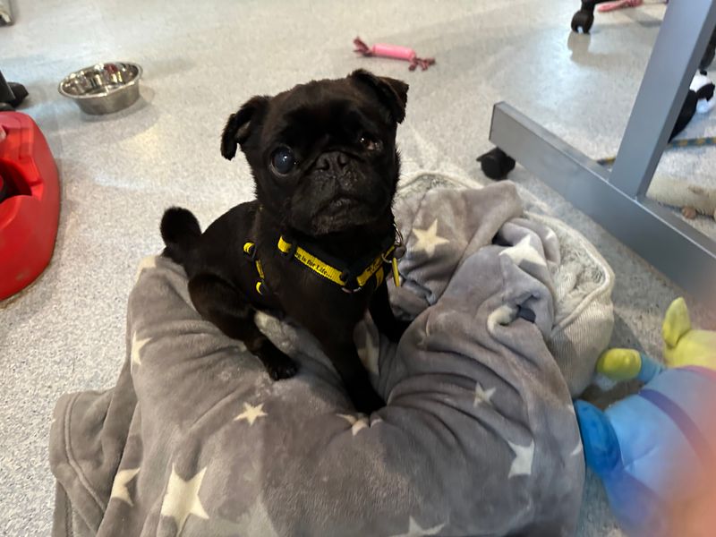 Morty for sale in Mid Glamorgan, Wales