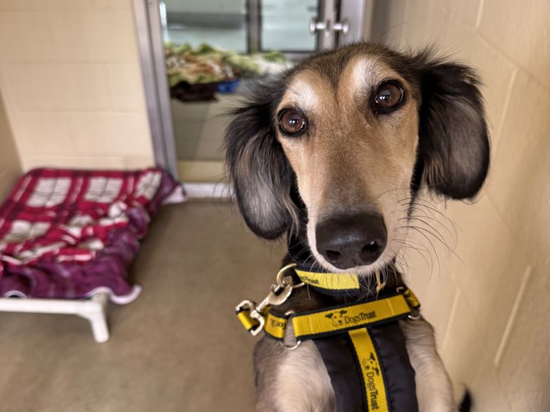 Sausage | Saluki | Basildon (Essex) - 1