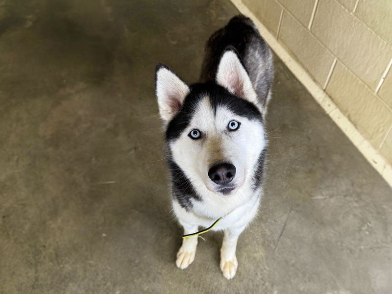 Crumpet | Siberian Husky | Basildon (Essex) - 1