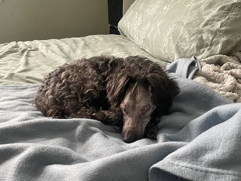 Eggs | Poodle | Basildon (Essex) - 1