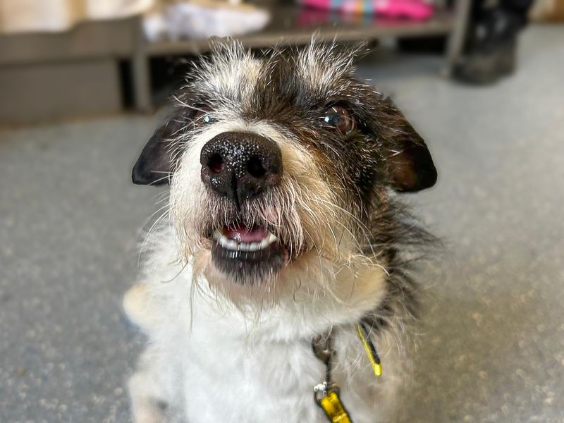 Long Haired Schnauzer Jack Russell Mix Top Schnauzer X Jack