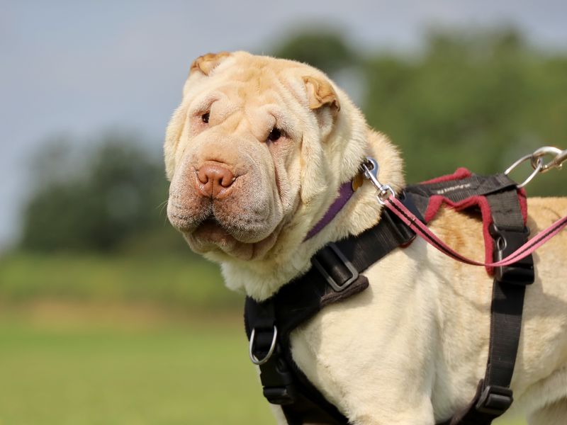 Ethel | Shar Pei | Leeds - 1