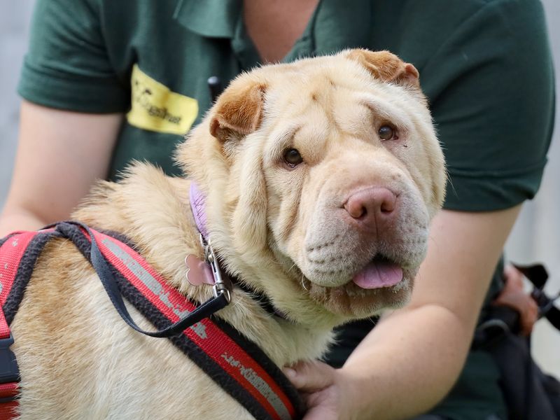 Martha | Shar Pei | Leeds - 1