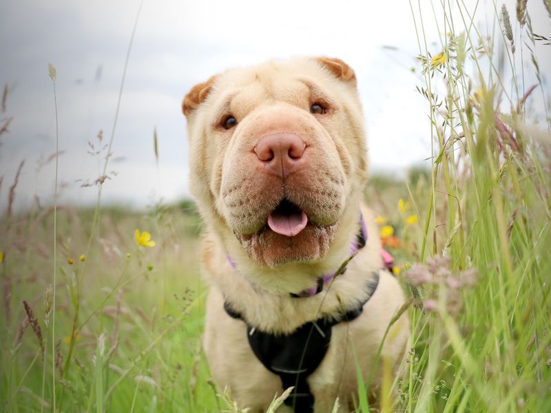 undefined | Shar Pei | undefined - 3