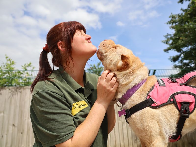 undefined | Shar Pei | undefined - 2