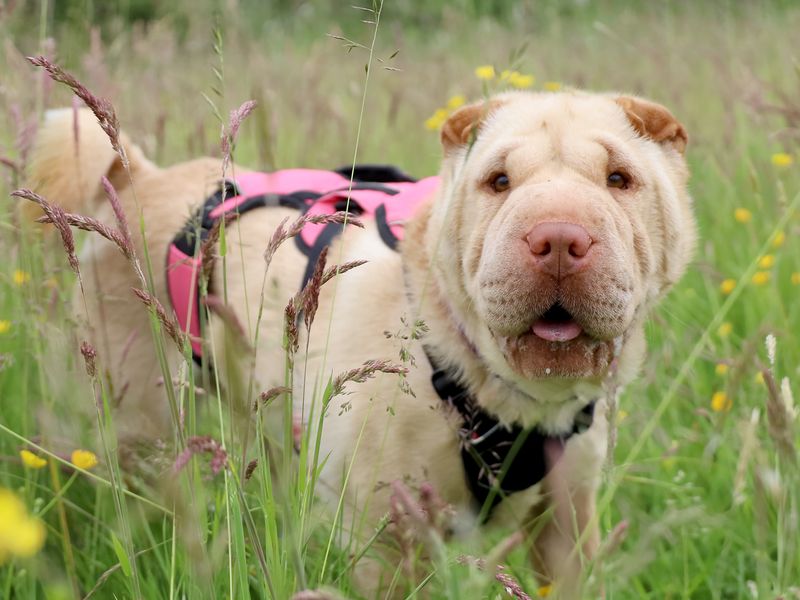 undefined | Shar Pei | undefined - 5
