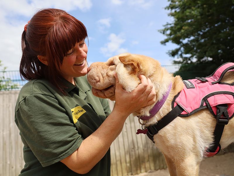 undefined | Shar Pei | undefined - 6