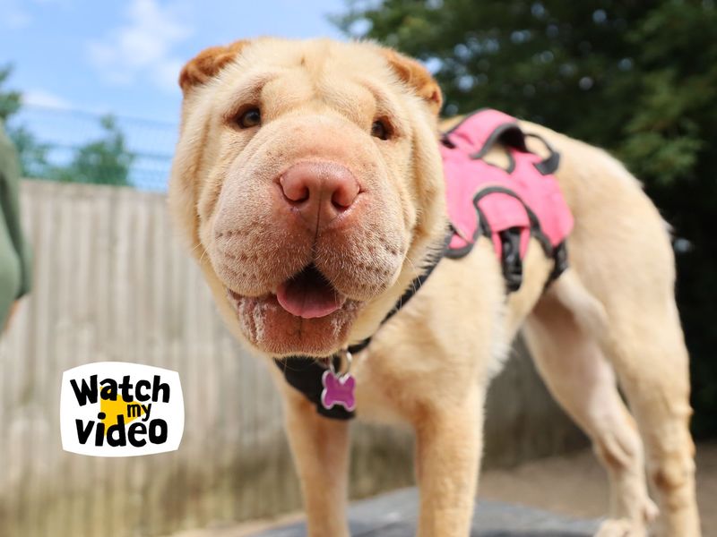 undefined | Shar Pei | undefined - 1