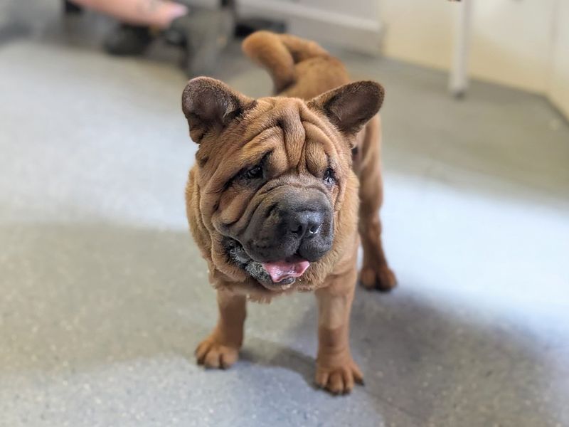 Eddie | Chow Chow Cross | Basildon (Essex) - 1