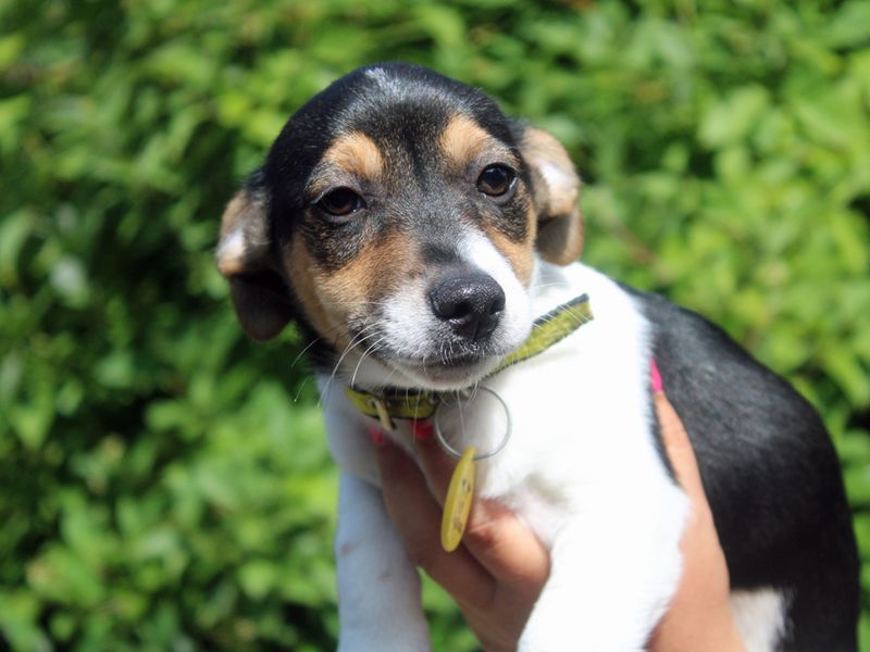 Rickie | Crossbreed | Merseyside (Liverpool) - 1