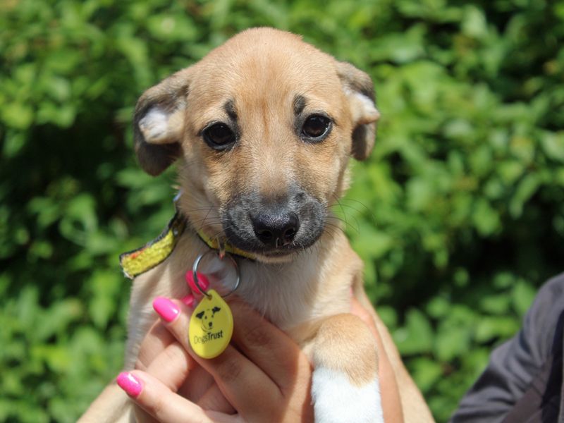 Charlie | Crossbreed | Merseyside (Liverpool) - 1