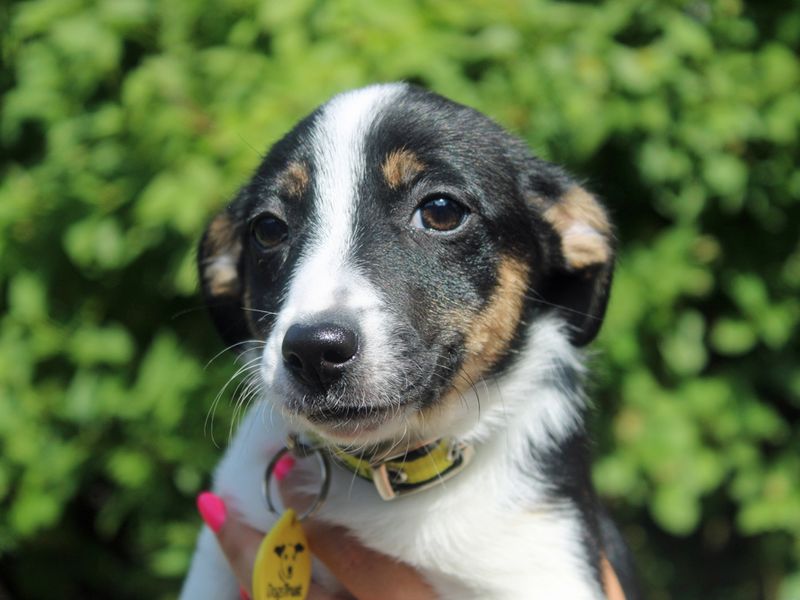 Vick | Crossbreed | Merseyside (Liverpool) - 1