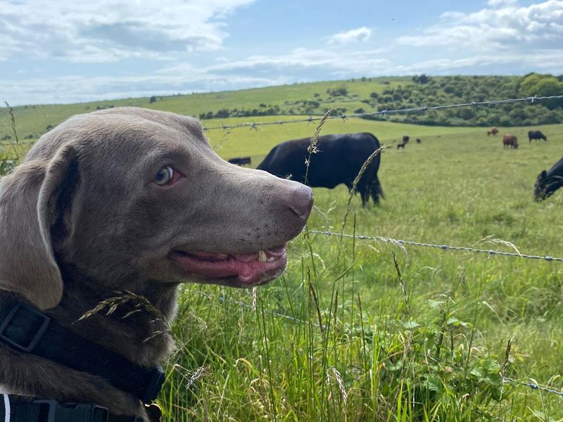 Arley | Retriever (Labrador) | Shoreham (Sussex) - 1