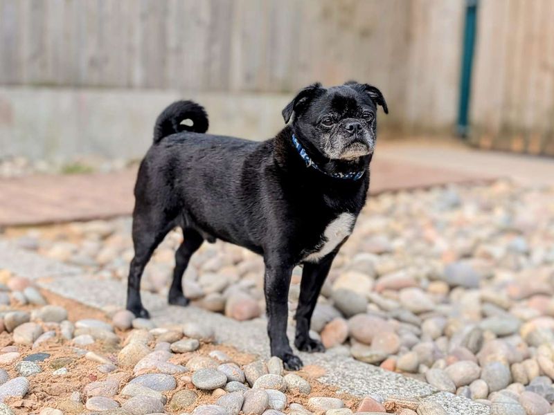 Bruno for sale in Cardiff, Glamorgan | Image 3