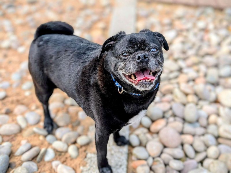 Bruno for sale in Cardiff, Glamorgan | Image 2