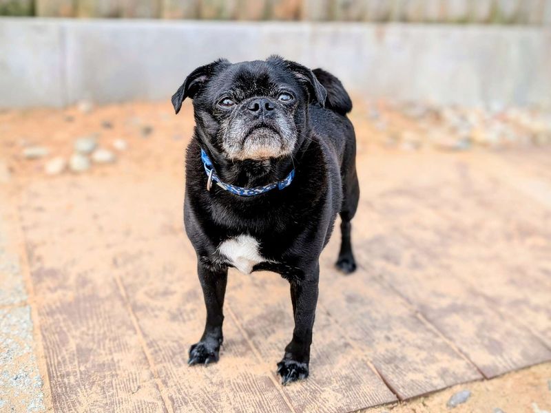 Bruno for sale in Cardiff, Glamorgan | Image 4