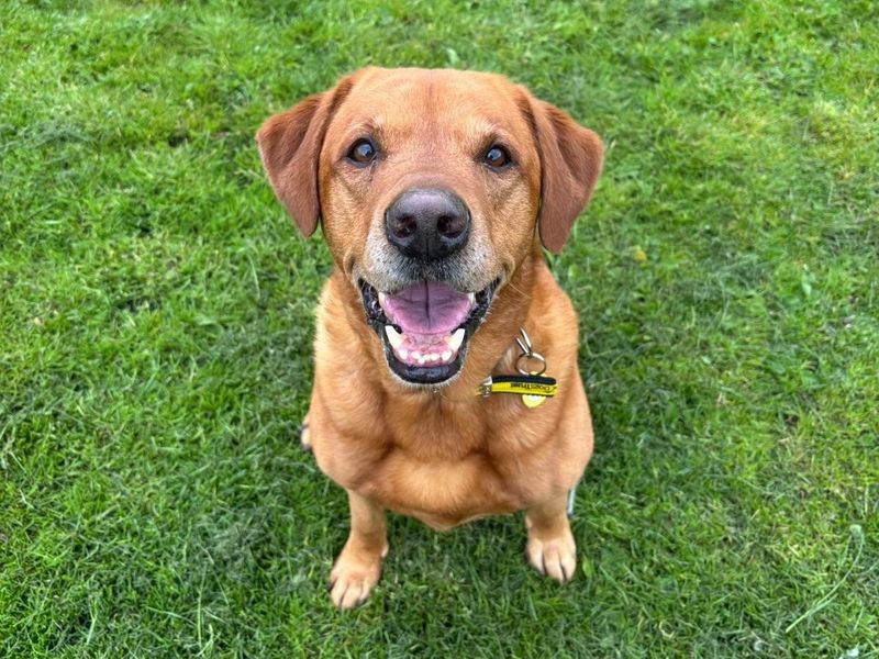 Archie | Retriever (Labrador) | West Calder (Edinburgh) - 1