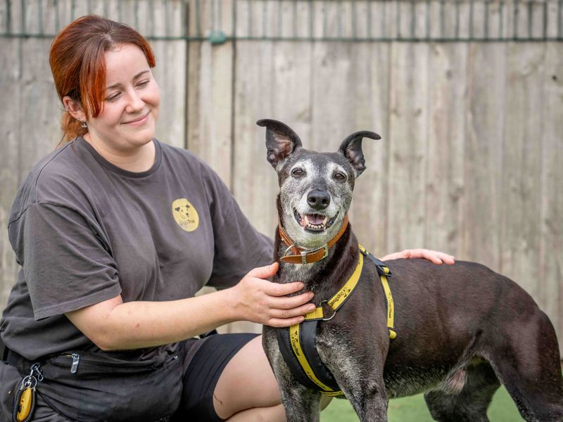 Beauty | Lurcher | Loughborough - 1