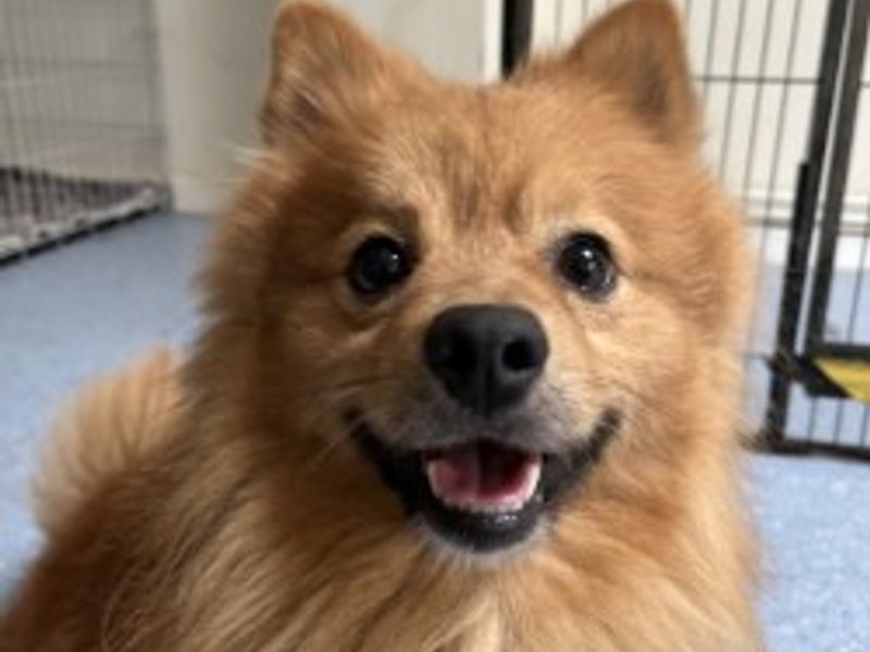 Mr Fox | Pomeranian | Loughborough - 1