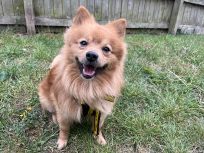 Pomeranian for adoption in Wymeswold, Leicestershire – 6 years old - Image 2 of 2