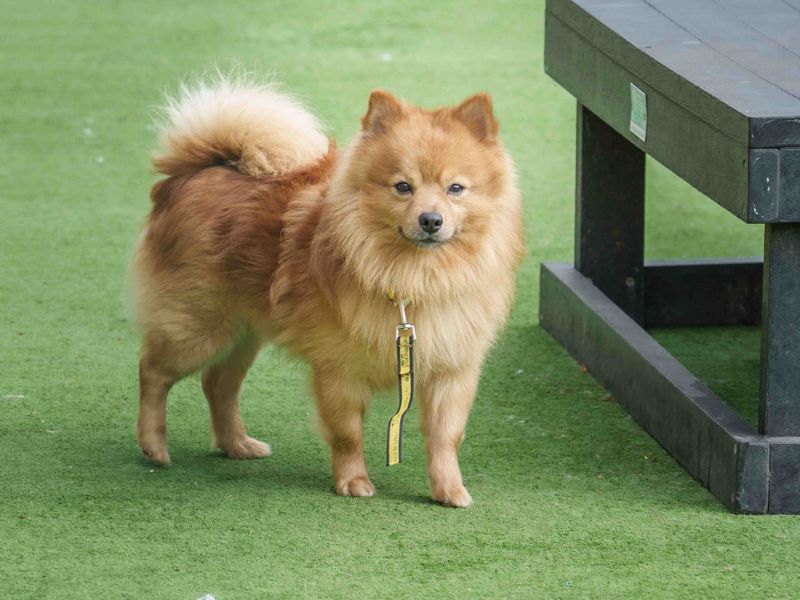 Mr Fox | Pomeranian | Loughborough - 1