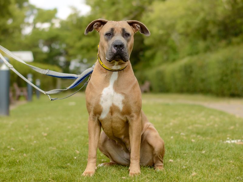 Cane Corso for adoption in Kenilworth, Warks – 1 year old - Image 2 of 5