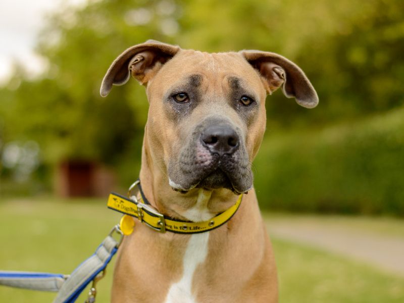 Stormy for sale in Kenilworth, Warks - Image 4