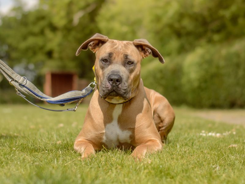 Stormy for sale in Kenilworth, Warks - Image 3